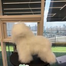 클로버 애견미용 이미지