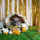 블루랙돌 이미지