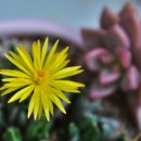 한빛 꽃농원 이미지