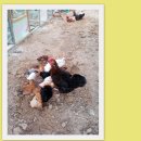 목욕농장 이미지