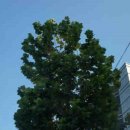 세인트루이스 애견 이미지