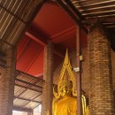 콧대높은 개 이미지