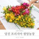 원앙농장 | [ 엄마의 리뷰 ] 당진 프리지아 원앙농장 - 구매후기