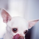 하얀강아지 이미지