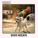 챙김치유협동조합 | 견생샷 폭발했던 강아지 버킷모자 솔직후기