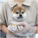 광주강아지분양 고양이분양 도로시펫 이미지