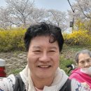 봄의 향연 충훈부 벚꽃 만발 댕겨와서 이미지