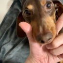 동물보육원 김포지부 이미지