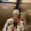 영심오토바이 | 부산 더본 동물병원) 2살 포메라니안 강아지 슬개골수술 후기(회복과정) - 2주차