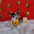 땡자네 묭실 이미지