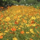 황화농장 이미지