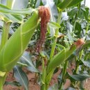 유 농원 이미지