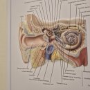 귀팡 난청센터 보청기 이미지