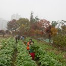 김장담그는 방법,계절별 김치와 지역별 김장 김치의 종류 이미지