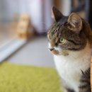 이산동물의료센터 이미지