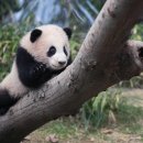 판다 이미지