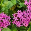 호수공원소나무숲길 이미지