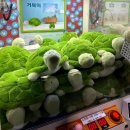 짱뽑기방 이미지