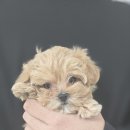 인천강아지분양 판도라독 가정분양 이미지