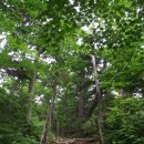 오대산 국립공원 (6) - 비로봉 정상, 고산식물과 꽃 이미지