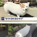 전통과자 유과 닮은 강아지. “믿기지 않네. 합성 아냐?” 이미지