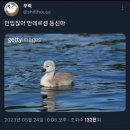 미운오리새끼 Daum카페