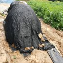 횡성양계 이미지