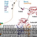 내장지방 빼는법 다이어에 락토페린 효능이 좋다고? 믿지말자