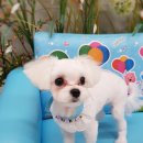 캔디펫살롱 이미지