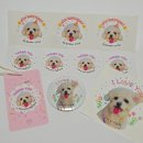 통일로 799번길 | 강아지 생일축하스티커 디자인키위에서 사용해 본 솔직후기