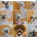 포포럽 | [리뷰] 의정부 애견미용 고산동 포포럽 내돈내산 후기