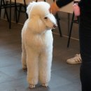 (주)한국반려동물아카데미 이미지