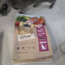 키튼하우스 | ANF 6Free+ 인도어 캣 키튼 체험단 후기