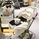 호수펫 | 일산 가로수길 강아지유모차전문매장 펫워크, 일산애견용품 프리미엄 편집샵 후기