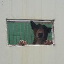 라벤더 심기.. 이미지