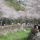 두 번째 벚꽃 이미지