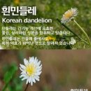 토종흰민들레식품 이미지
