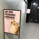 6513 | 청주 성안길 고양이카페 왔냥 , 힐링 천국 솔직후기