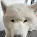 개운하개 네이버블로그
