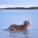 참견(犬) 이미지