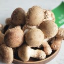 송화 농장 이미지