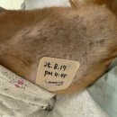 MS동물병원 | &#34;강아지 췌장염&#34;으로 진통 패치 받은 후기_수원 24시 당신의동물의료센터_