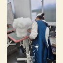큐사랑 양곡 로뎀점 | 애견미용사 꿈꾼다면? 초보도 가능한 최고의 애견미용학원 TOP 5