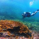 필리핀, 세계 최고의 다이빙 여행지로 선정 이미지