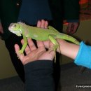 이구아나 이미지