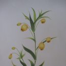 꽃그림 색연필화 이미지