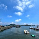 대길회 | 보령 안면도 원산도 맛집 대길회 갑오징어볶음 후기