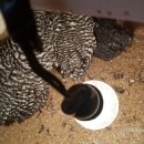 아성2농장 이미지