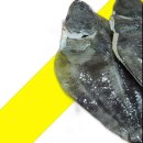 생선 - 안양시 동안구 흥안대로223번길 19 | 생선