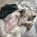 벳솔루션 | 고양이 알레르기 사료(로얄캐닌 하이포 알러제닉, 스페시픽, 몬지 벳솔루션 더마토시스)내돈내산 후기
